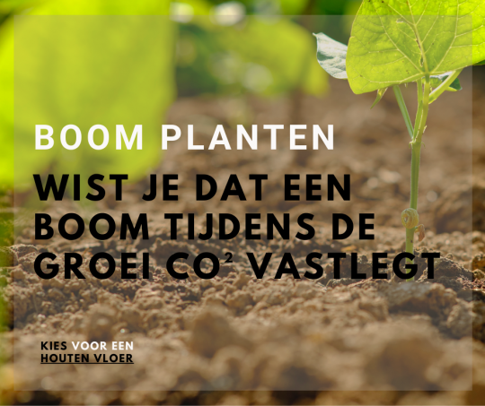 BOOM PLANTEN.png